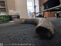 Origineel deel slagtand mammoet - afbeelding 3 van  4