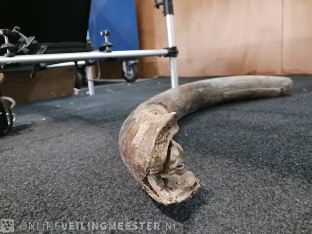 Origineel deel slagtand mammoet - afbeelding 4 van  4