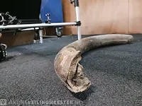 Origineel deel slagtand mammoet - afbeelding 4 van  4