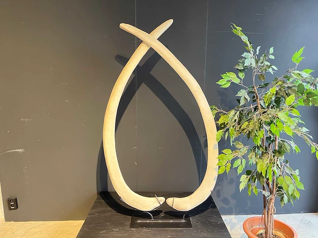 Ornament met twee slagtanden 140 cm - afbeelding 1 van  4