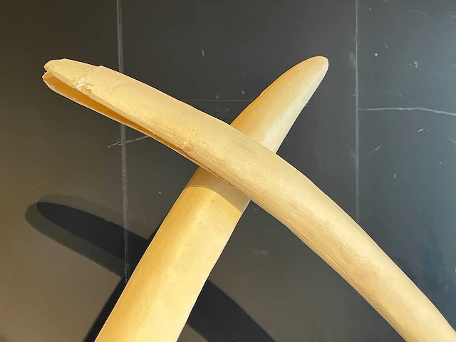 Ornament met twee slagtanden 140 cm - afbeelding 2 van  4