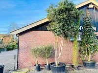 Osmanthus ilex aquifolium mushroom 400cm - afbeelding 1 van  1