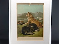 Paar honden - afbeelding 1 van  5