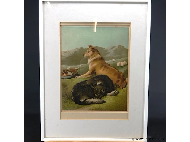 Paar honden - afbeelding 2 van  5