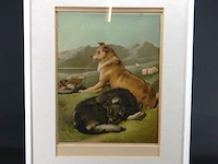 Paar honden - afbeelding 2 van  5