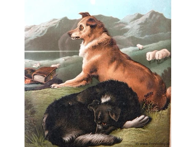 Paar honden - afbeelding 3 van  5