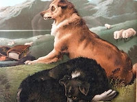 Paar honden - afbeelding 3 van  5