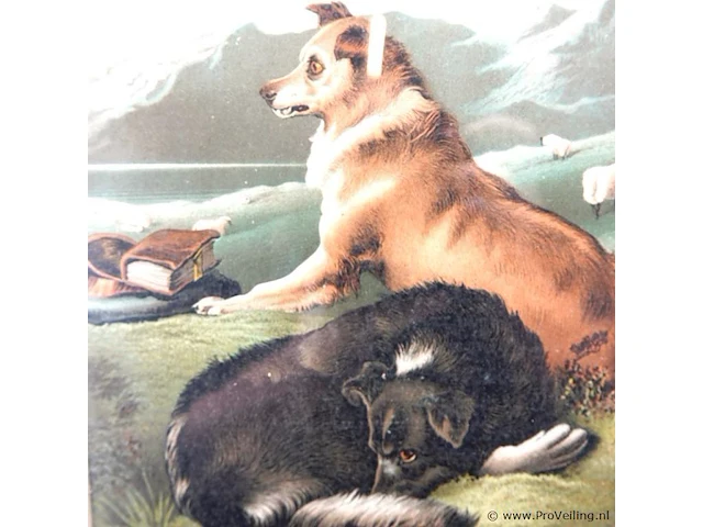 Paar honden - afbeelding 4 van  5
