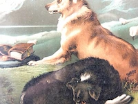 Paar honden - afbeelding 4 van  5