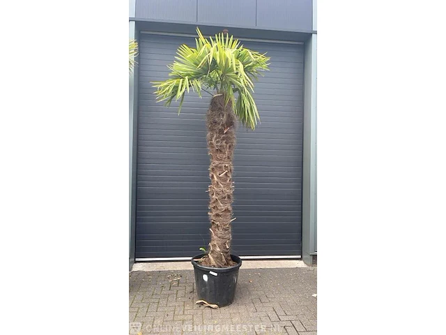 Palm fortunei 300 cm tot -18 - afbeelding 1 van  1