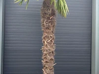Palm fortunei 300 cm tot -18 - afbeelding 1 van  1