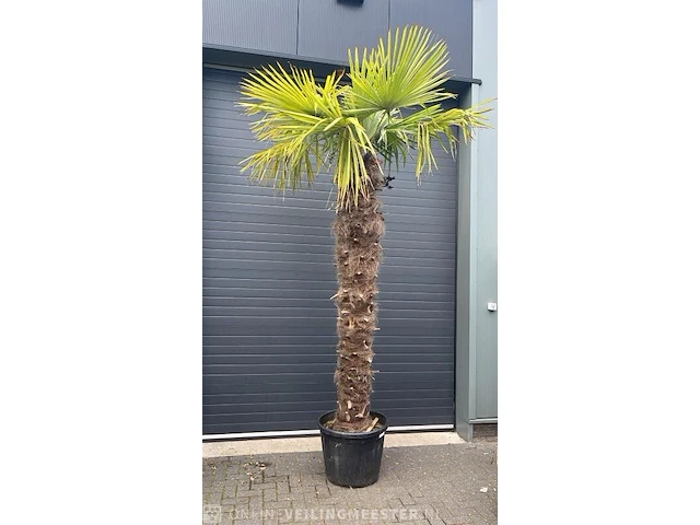 Palm fortunei 300 cm tot -18 - afbeelding 1 van  1