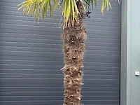 Palm fortunei 300 cm tot -18 - afbeelding 1 van  1