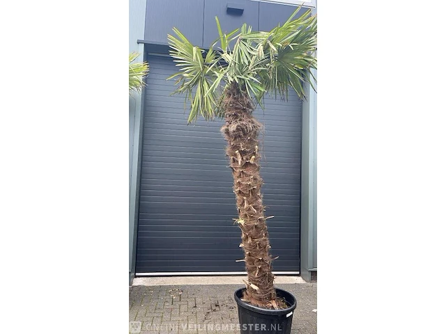 Palm fortunei 300 cm tot -18 - afbeelding 1 van  1