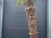 Palm fortunei 300 cm tot -18 - afbeelding 1 van  1