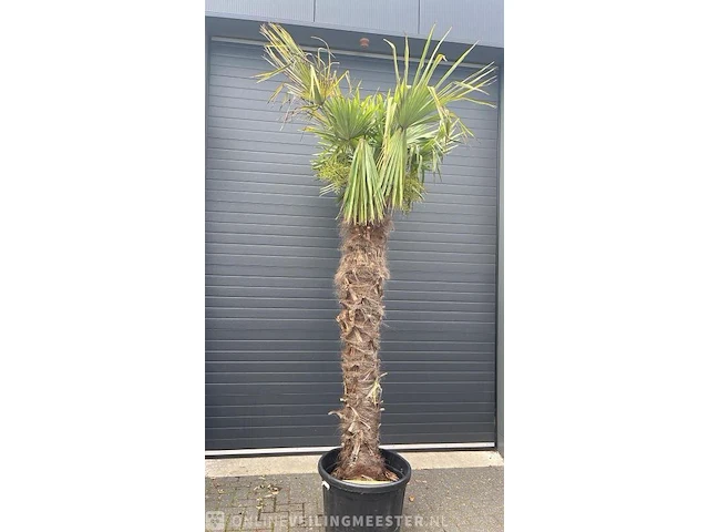 Palm fortunei 300 cm tot -18 - afbeelding 1 van  1
