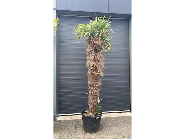 Palm fortunei 300 cm tot -18 - afbeelding 1 van  1