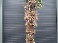 Palm fortunei 300 cm tot -18 - afbeelding 1 van  1
