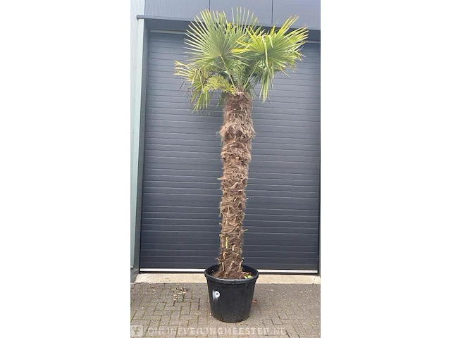 Palm fortunei 300 cm tot -18 - afbeelding 1 van  1