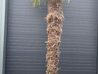 Palm fortunei 300 cm tot -18 - afbeelding 1 van  1