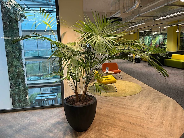 Palm plant met antracieten pot h220 - afbeelding 1 van  9