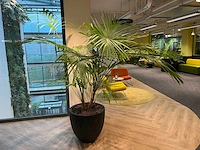 Palm plant met antracieten pot h220 - afbeelding 1 van  9