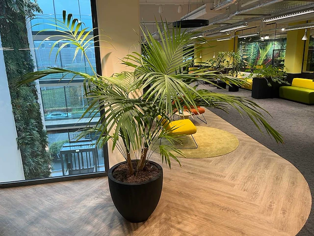 Palm plant met antracieten pot h220 - afbeelding 2 van  9