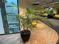 Palm plant met antracieten pot h220 - afbeelding 2 van  9