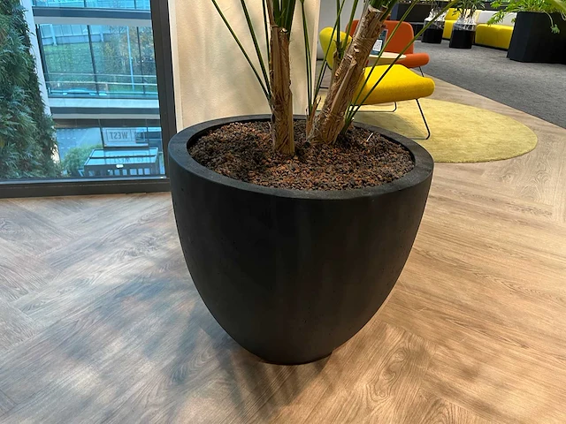 Palm plant met antracieten pot h220 - afbeelding 3 van  9
