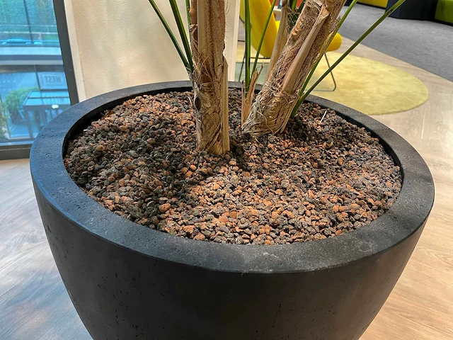 Palm plant met antracieten pot h220 - afbeelding 4 van  9