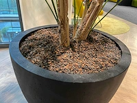 Palm plant met antracieten pot h220 - afbeelding 4 van  9