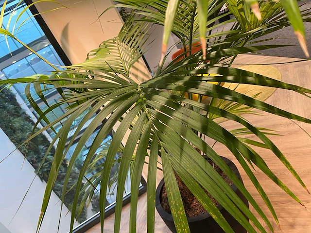 Palm plant met antracieten pot h220 - afbeelding 5 van  9