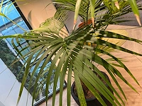 Palm plant met antracieten pot h220 - afbeelding 5 van  9