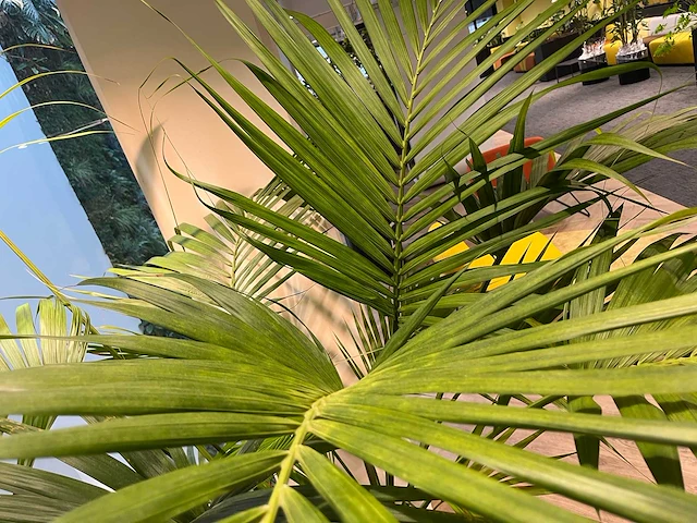 Palm plant met antracieten pot h220 - afbeelding 6 van  9