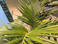 Palm plant met antracieten pot h220 - afbeelding 6 van  9