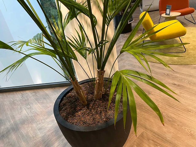 Palm plant met antracieten pot h220 - afbeelding 7 van  9