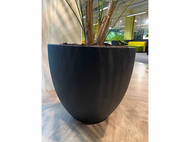 Palm plant met antracieten pot h220 - afbeelding 8 van  9