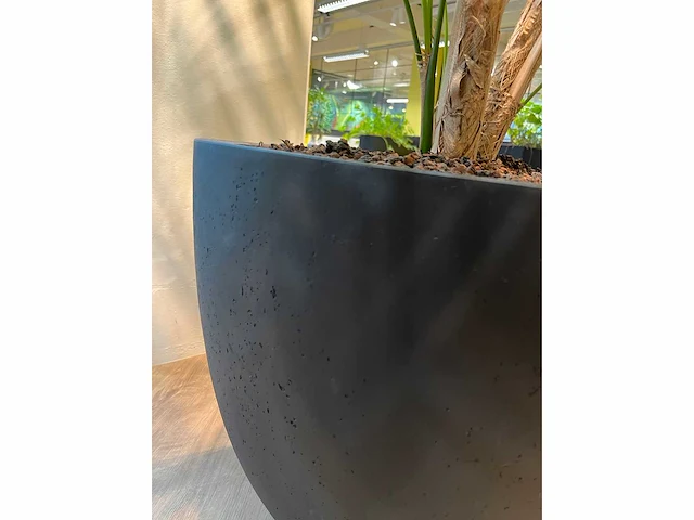 Palm plant met antracieten pot h220 - afbeelding 9 van  9