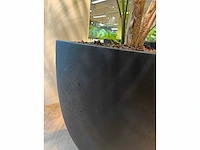 Palm plant met antracieten pot h220 - afbeelding 9 van  9