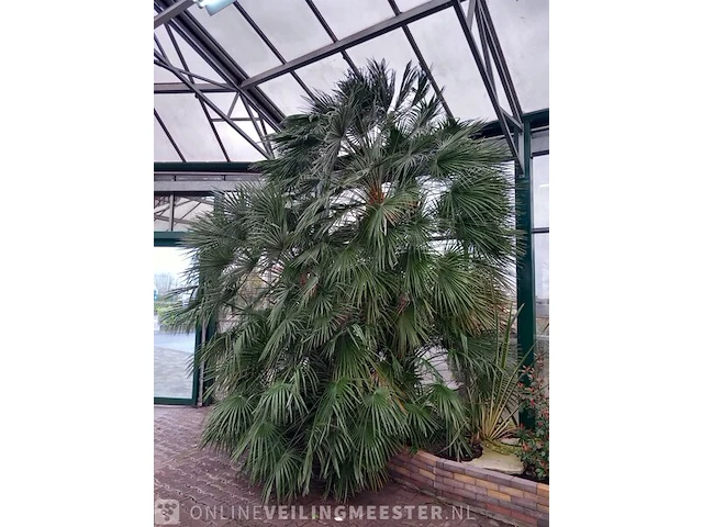 Palm - afbeelding 1 van  9