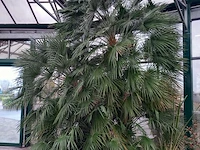 Palm - afbeelding 1 van  9