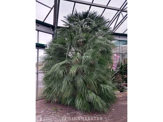 Palm - afbeelding 2 van  9