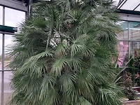 Palm - afbeelding 2 van  9