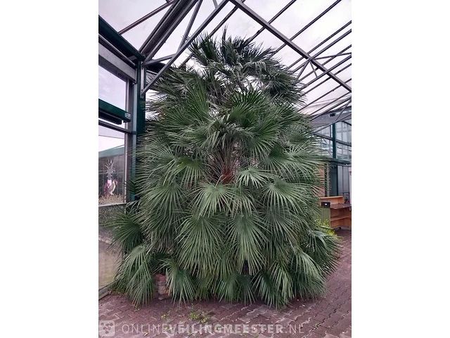 Palm - afbeelding 3 van  9