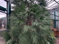 Palm - afbeelding 3 van  9
