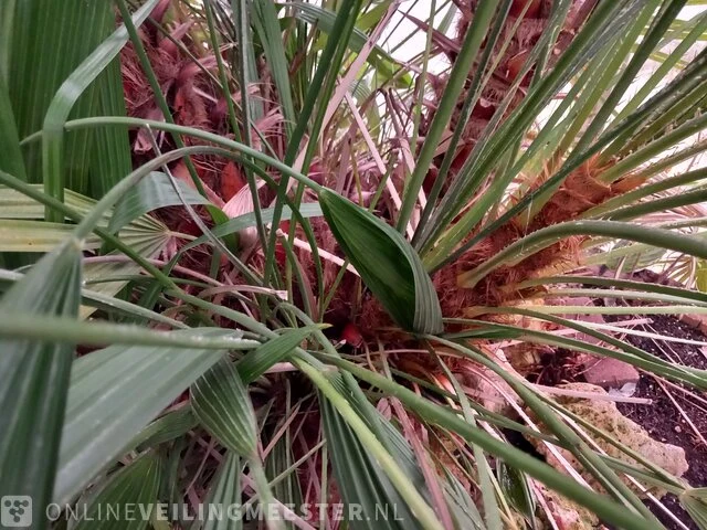 Palm - afbeelding 4 van  9
