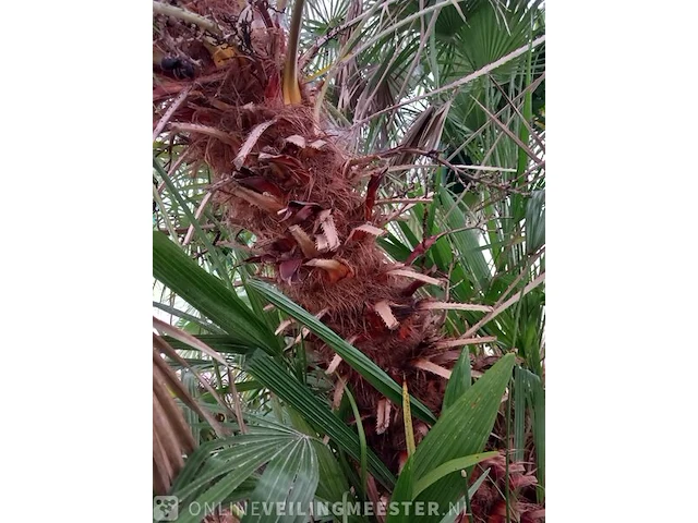 Palm - afbeelding 5 van  9