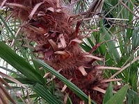 Palm - afbeelding 5 van  9