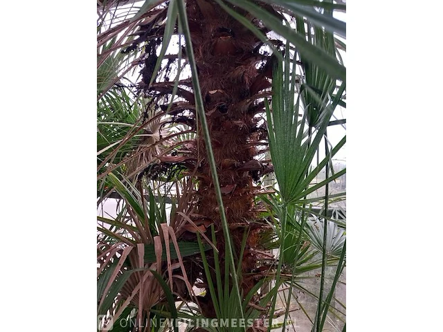 Palm - afbeelding 6 van  9