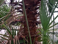 Palm - afbeelding 6 van  9
